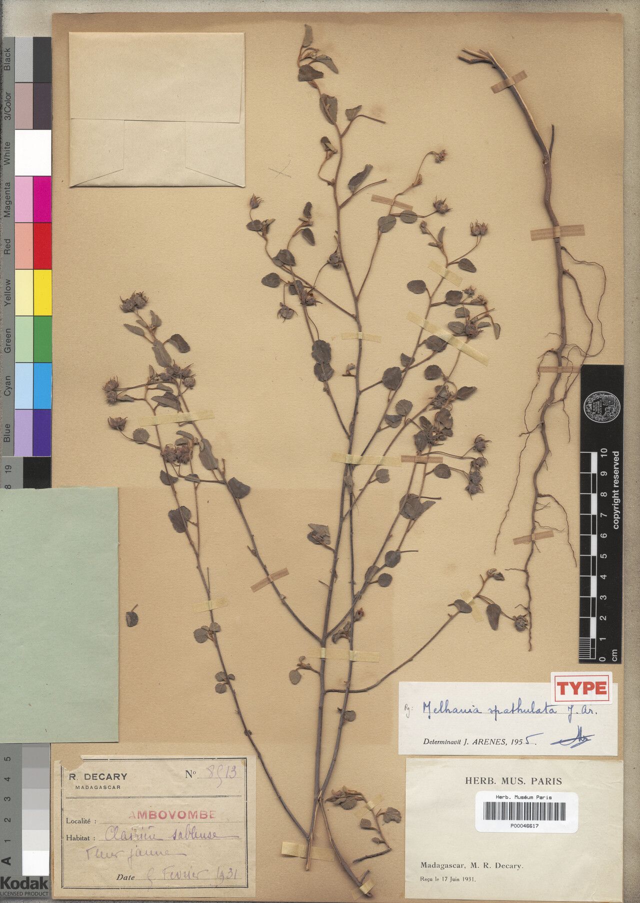 Melhania spathulata — houseplant care guide