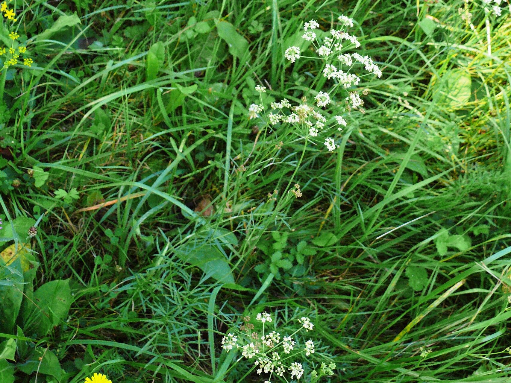 Peucedanum carvifolia flower