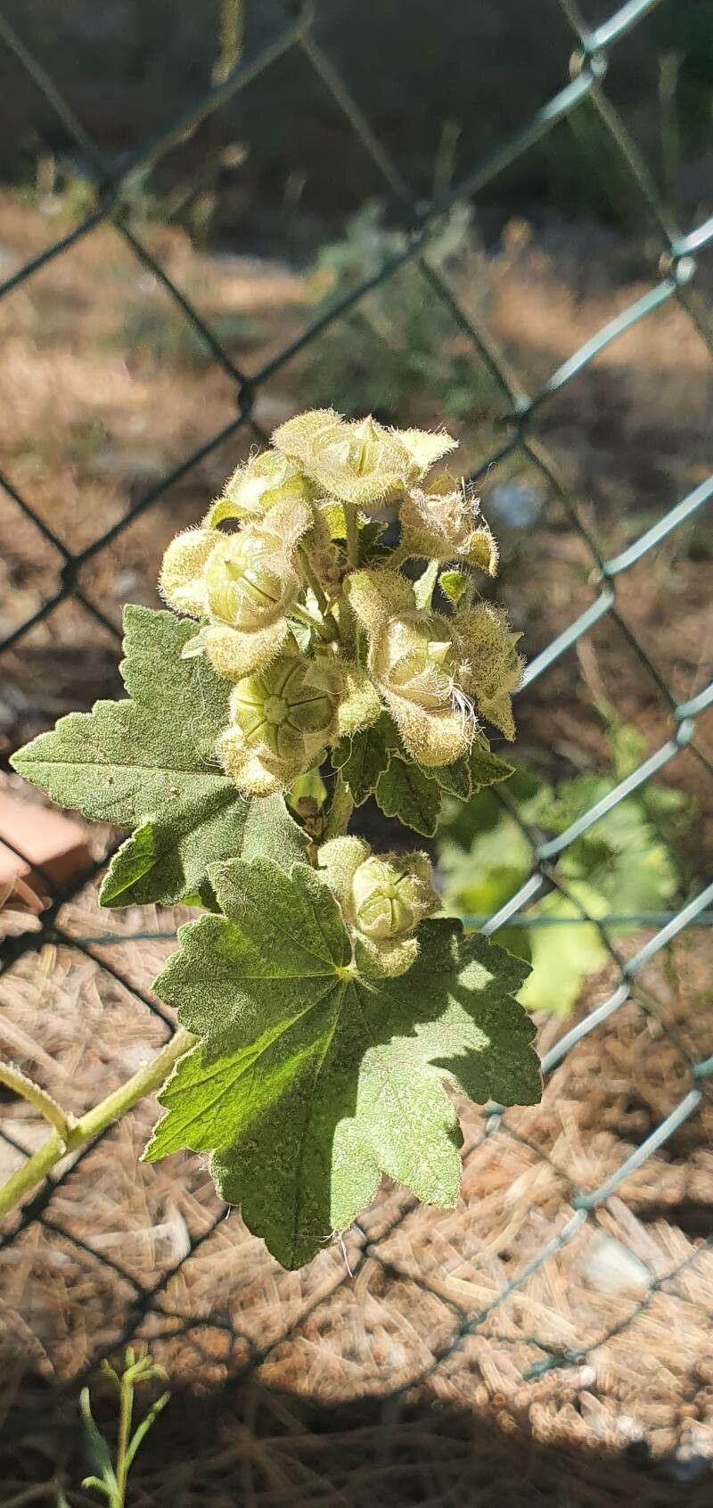 Lavatera arborea fruit
