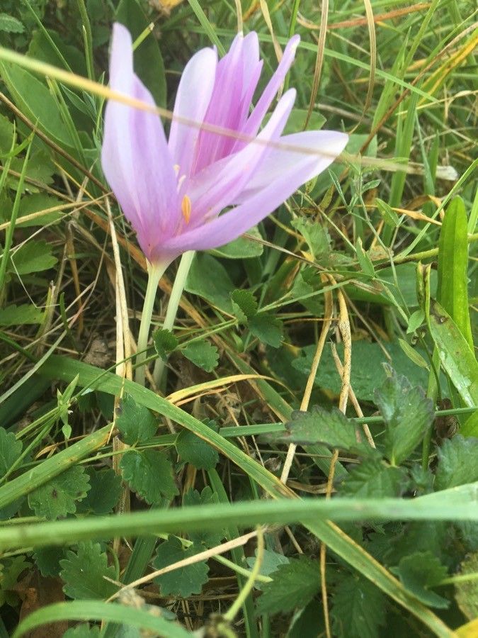 Colchicum autumnale flower