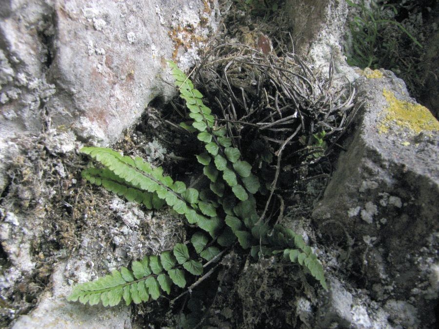 Asplenium adulterinum habit