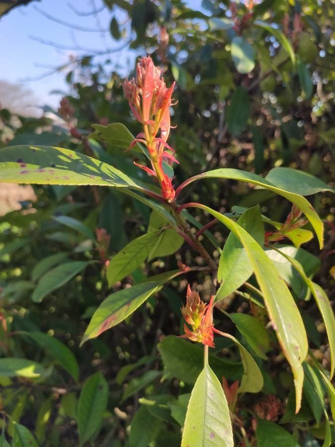 Photinia benthamiana — related species from the same genus