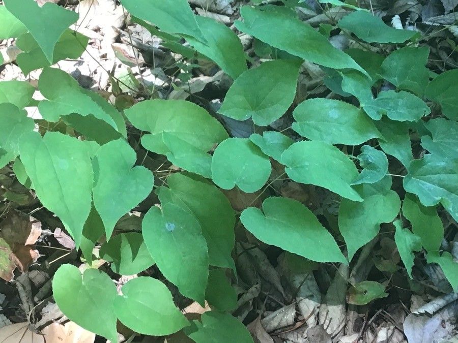 Epimedium grandiflorum — houseplant care guide