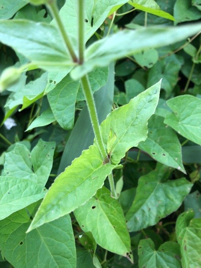 Myosoton aquaticum leaf