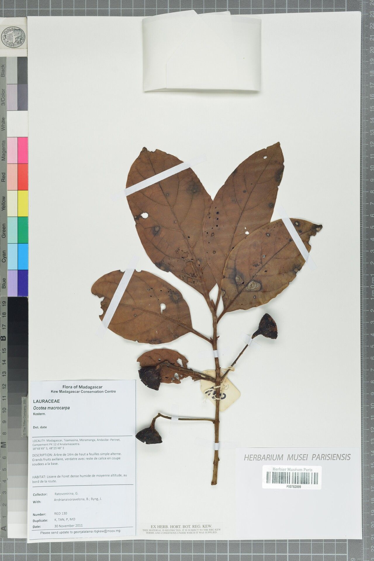 Ocotea macrocarpa — houseplant care guide