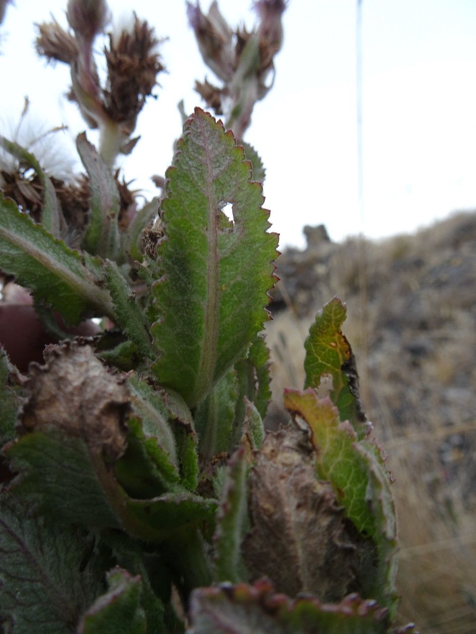 Senecio purpureus — houseplant care guide