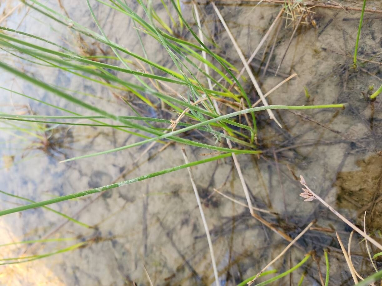 Schoenoplectus litoralis leaf