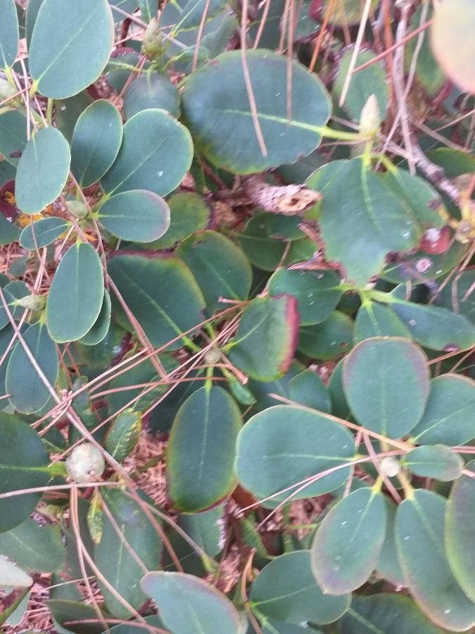 Rhododendron decorum leaf