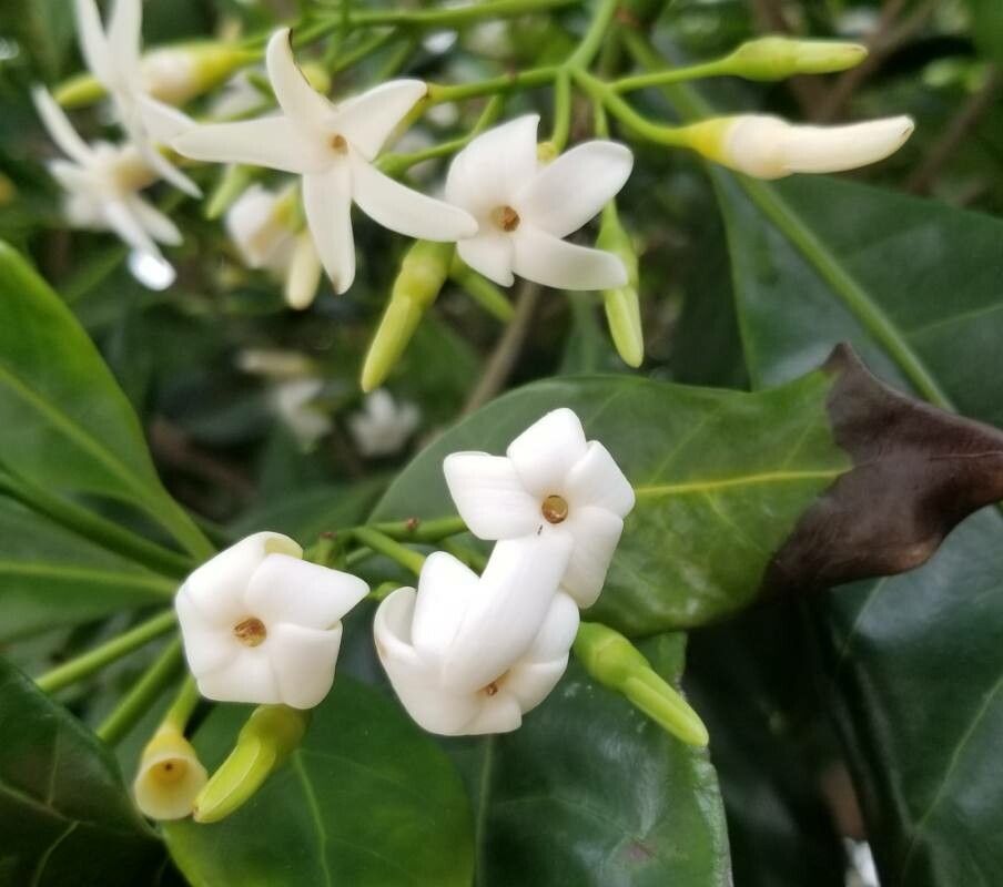 Atractocarpus fitzalanii flower