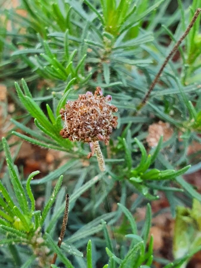 Felicia abyssinica fruit