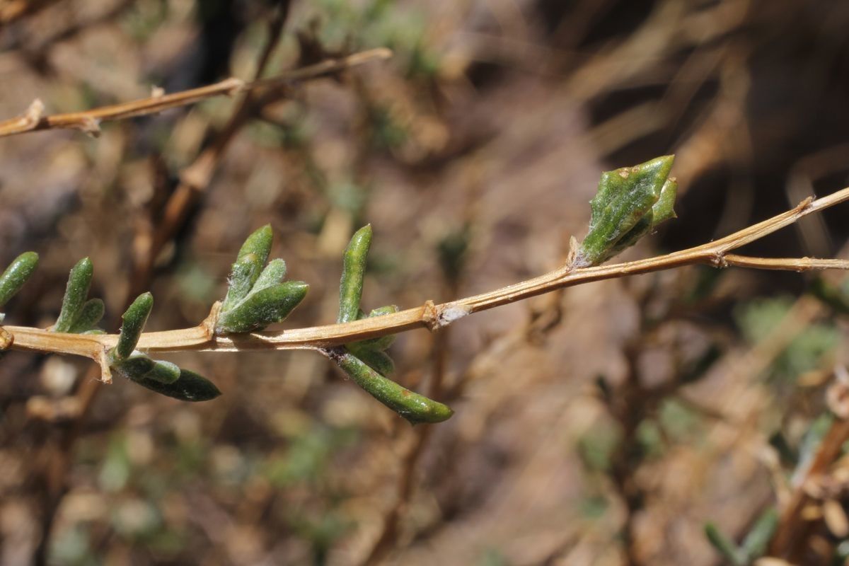 Senecio potosianus leaf