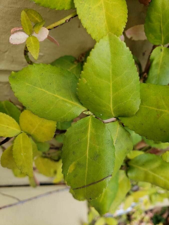 Ficus repens — search result for 'Ficus'