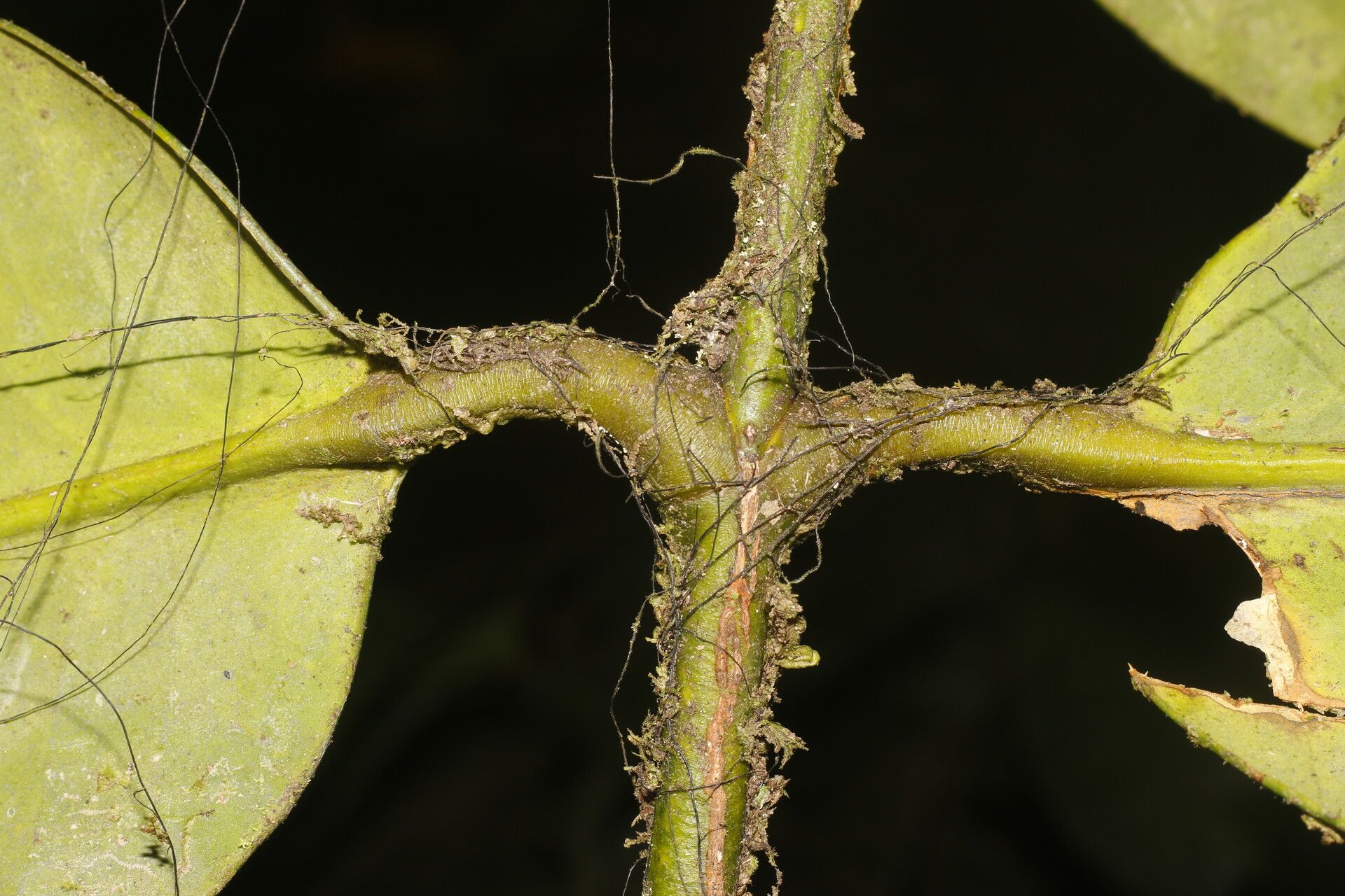 Garcinia magnifolia bark