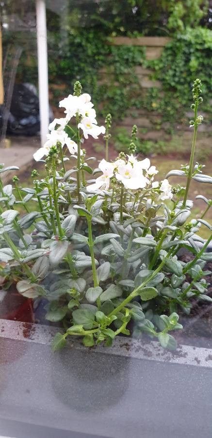 Diascia barberae habit