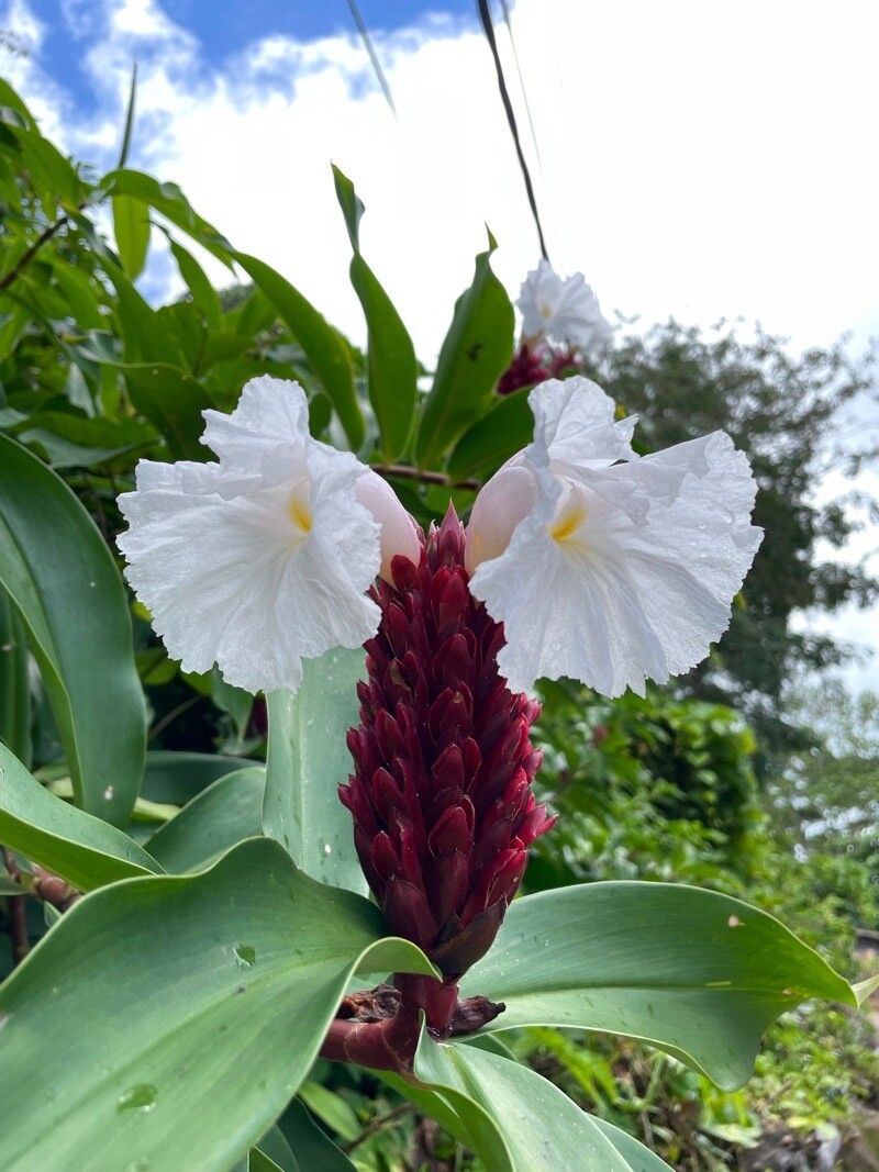 Costus speciosus flower