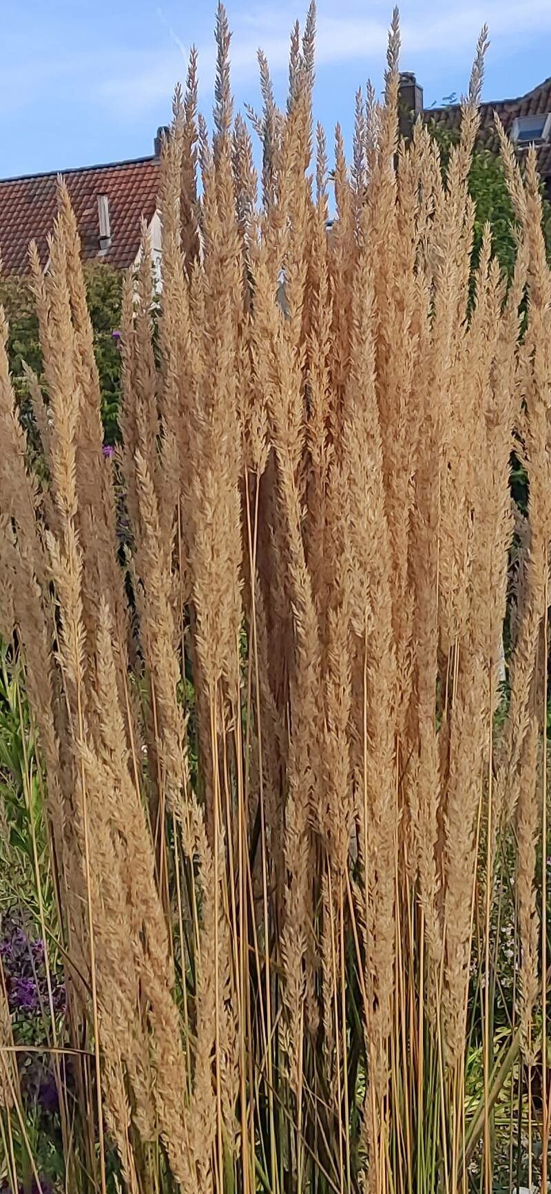 Calamagrostis × acutiflora flower