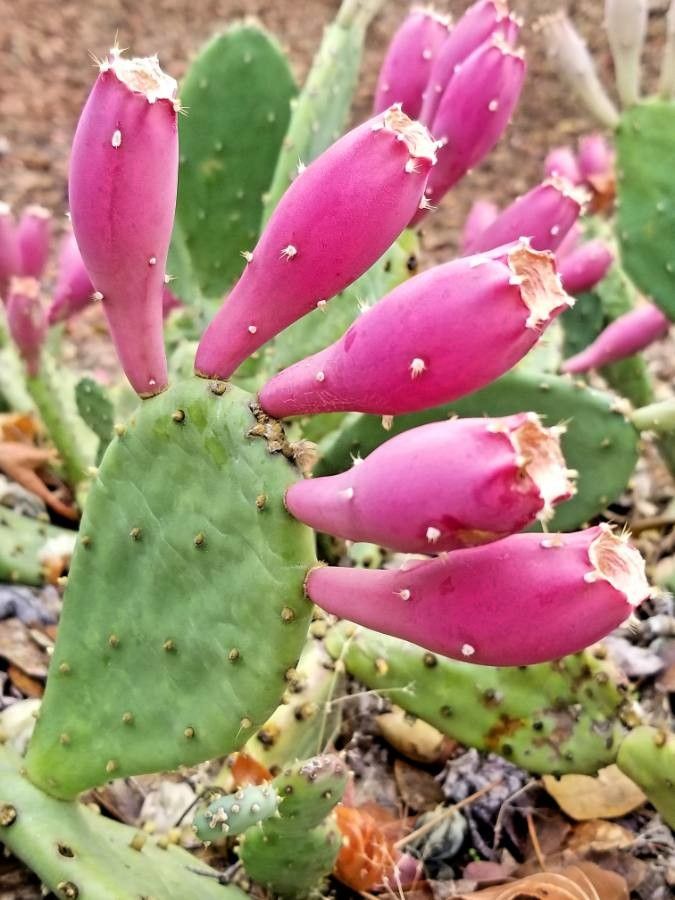 Opuntia engelmannii flower