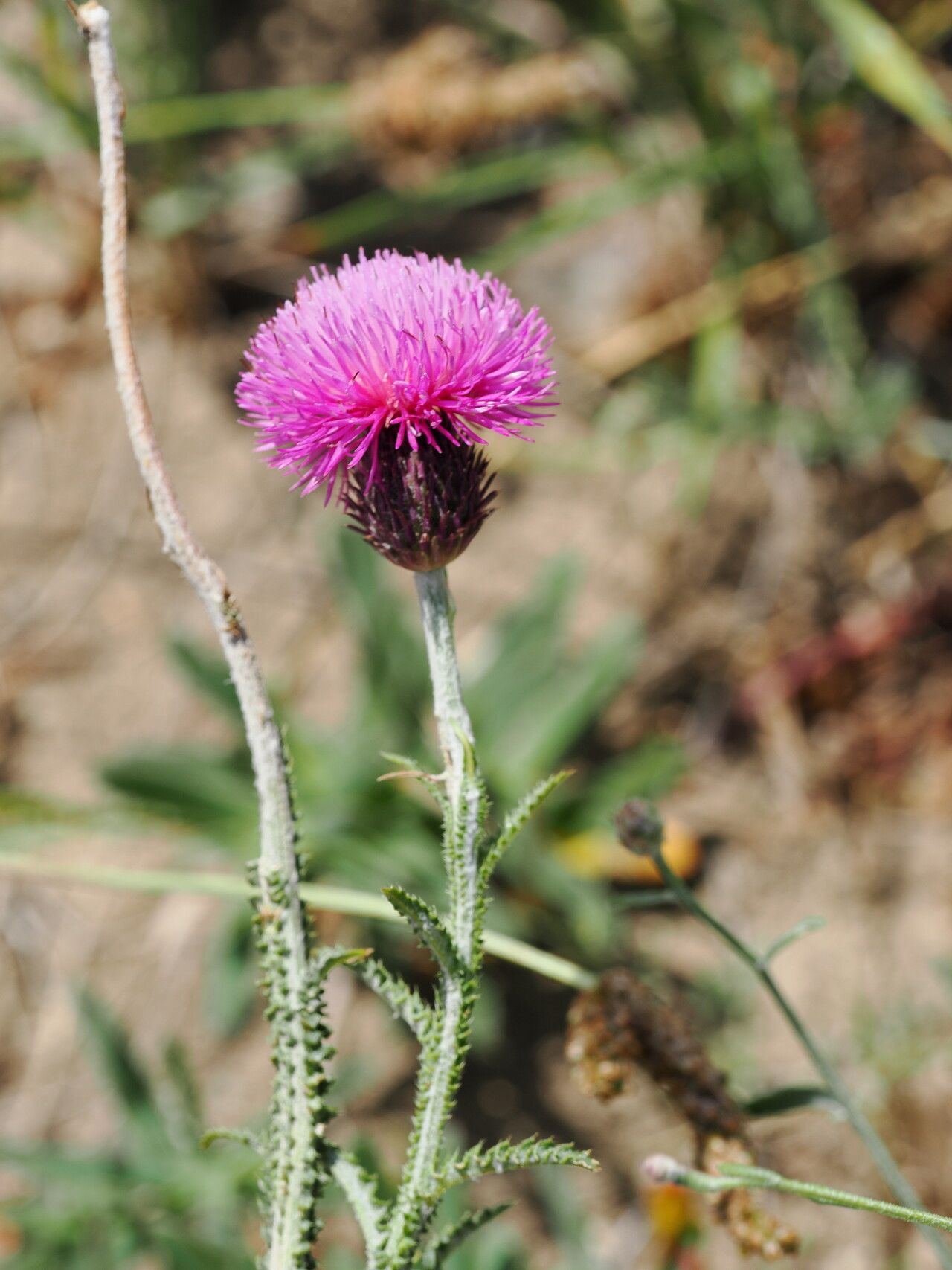 Carduus adpressus flower