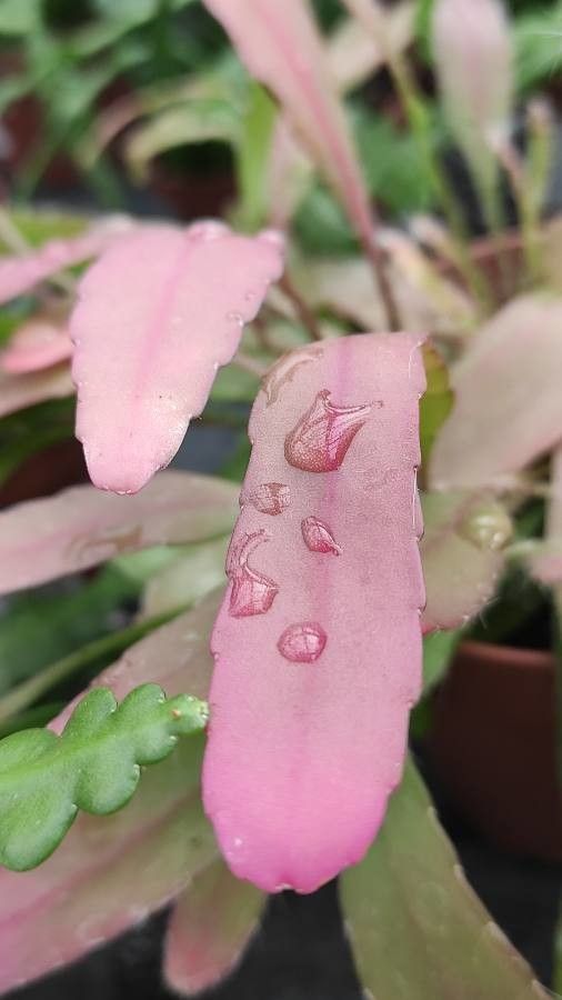 Rhipsalis aculeata leaf