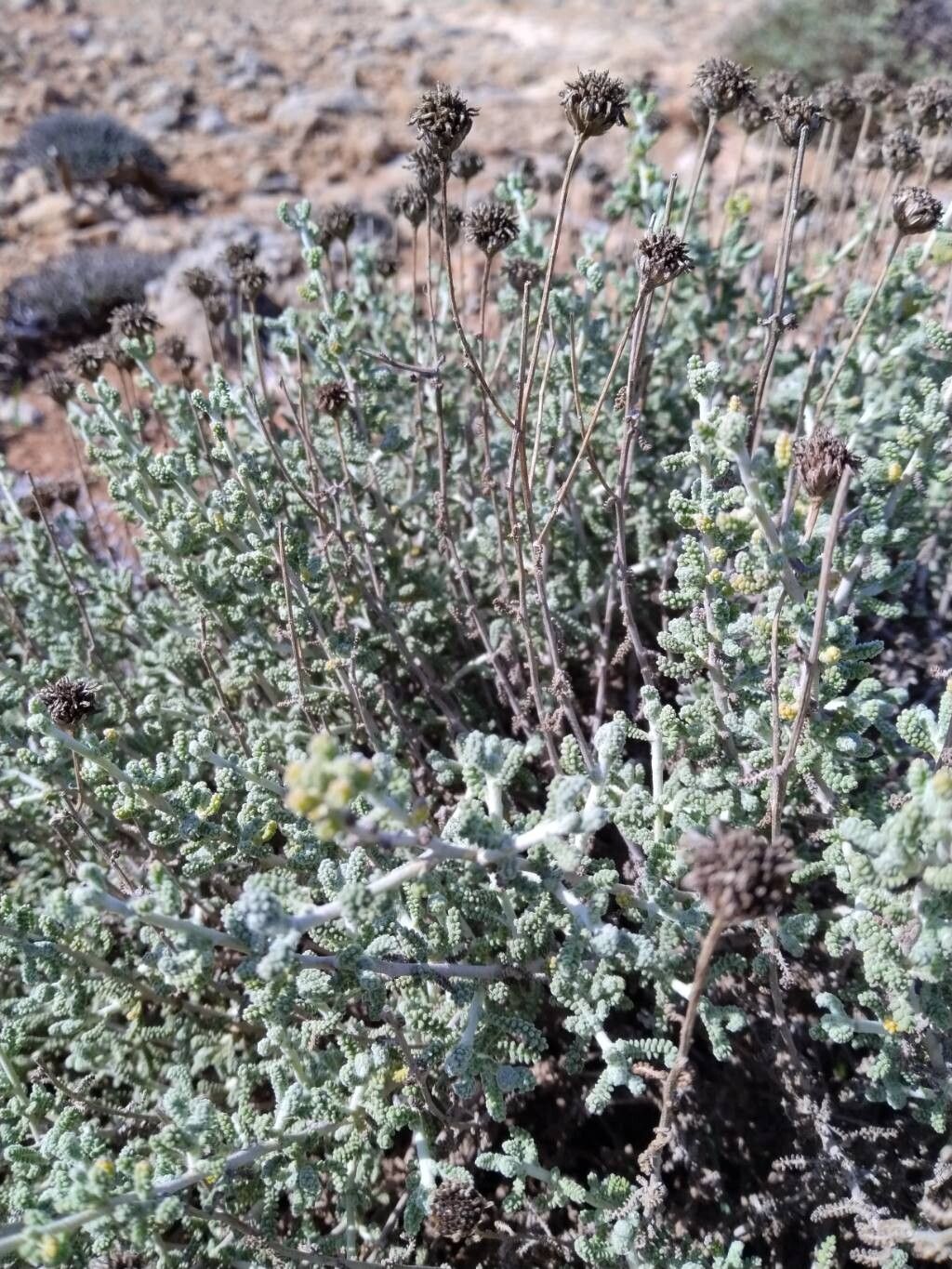 Santolina magonica — search result for 'Santolina'