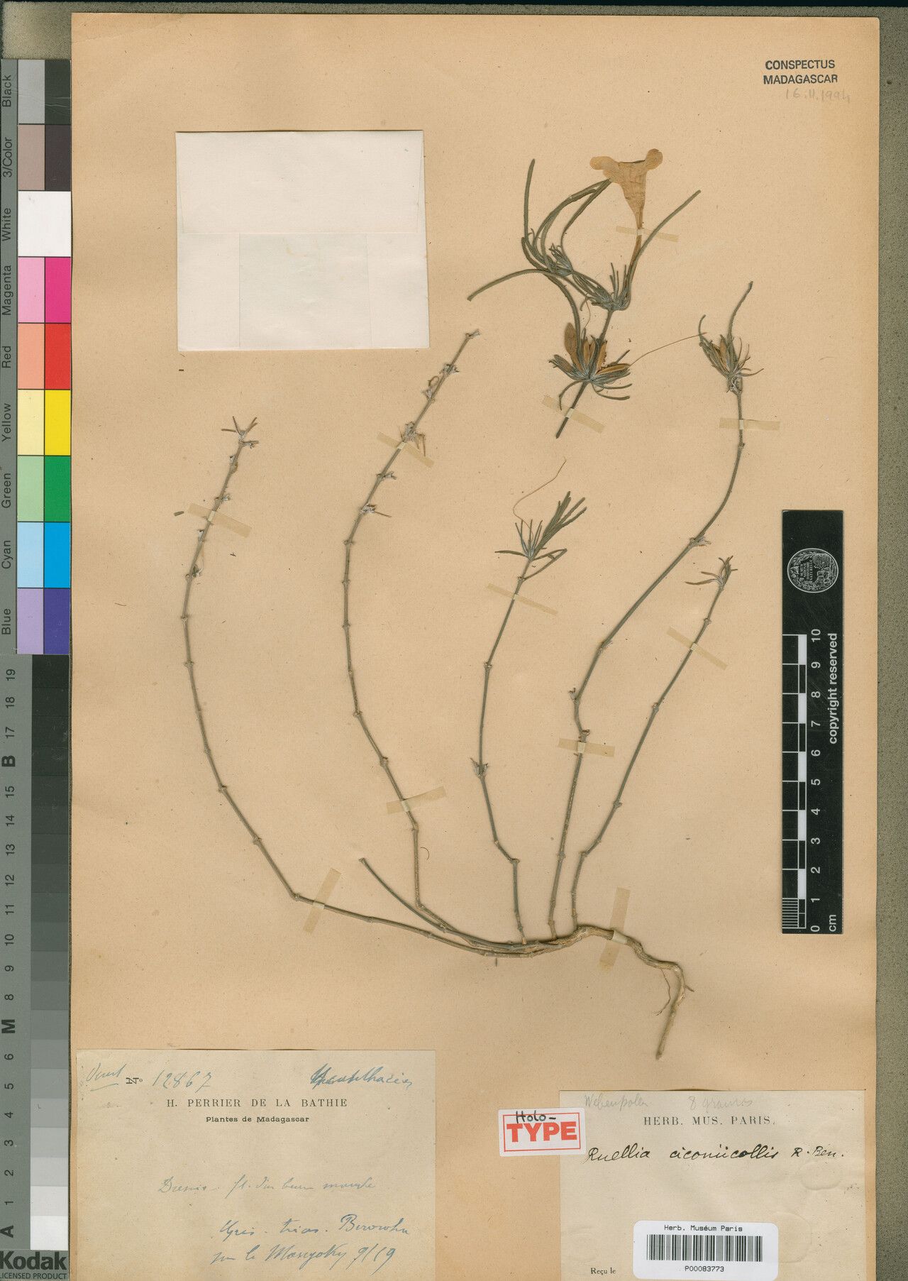 Ruellia ciconiicollis — search result for 'Ruellia'