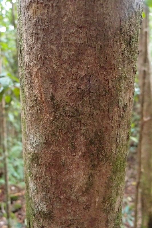 Mussaenda landia bark