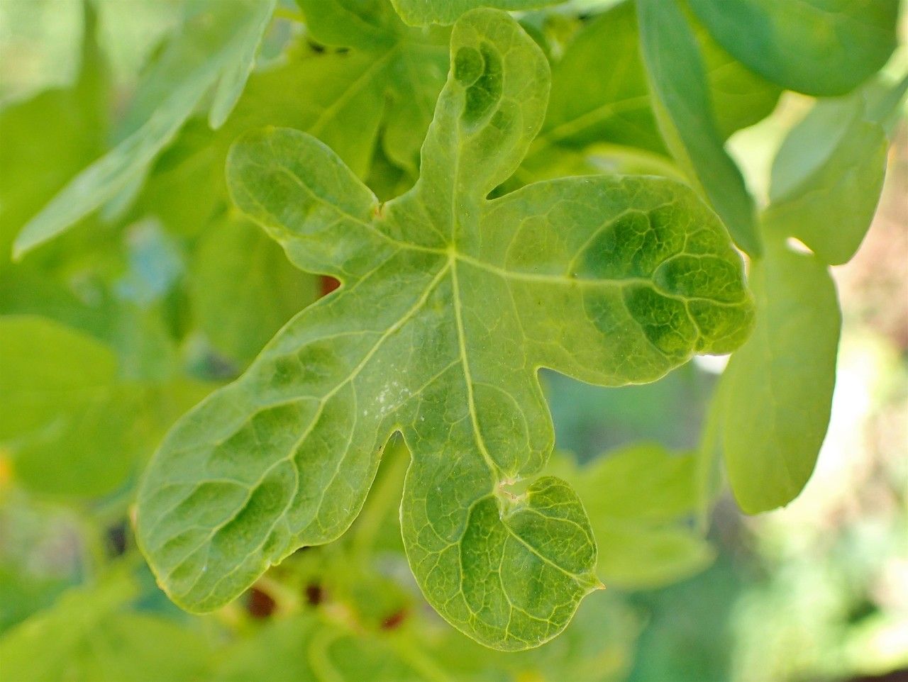 Tropaeolum ciliatum