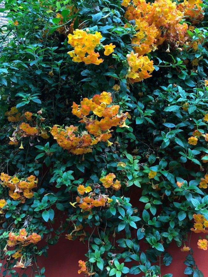 Streptosolen jamesonii — search result for 'Ecuador'