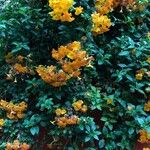 Streptosolen jamesonii