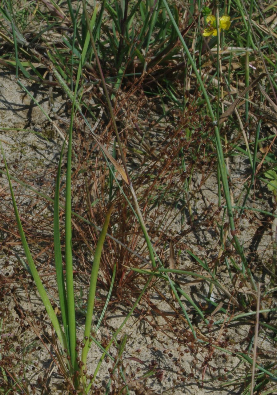 Juncus tenageia habit