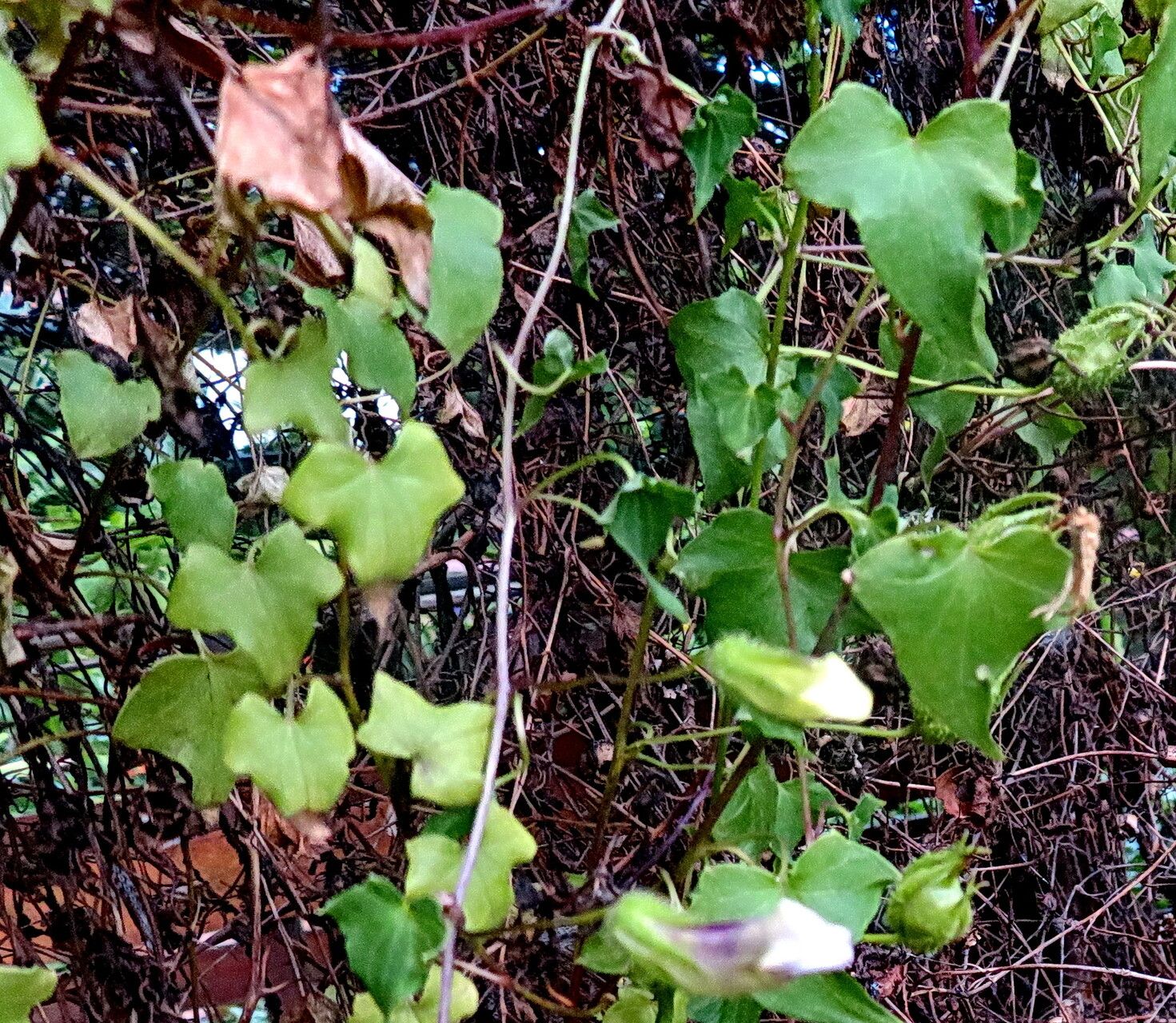 Maurandya scandens — search result for 'Antirrhinum'