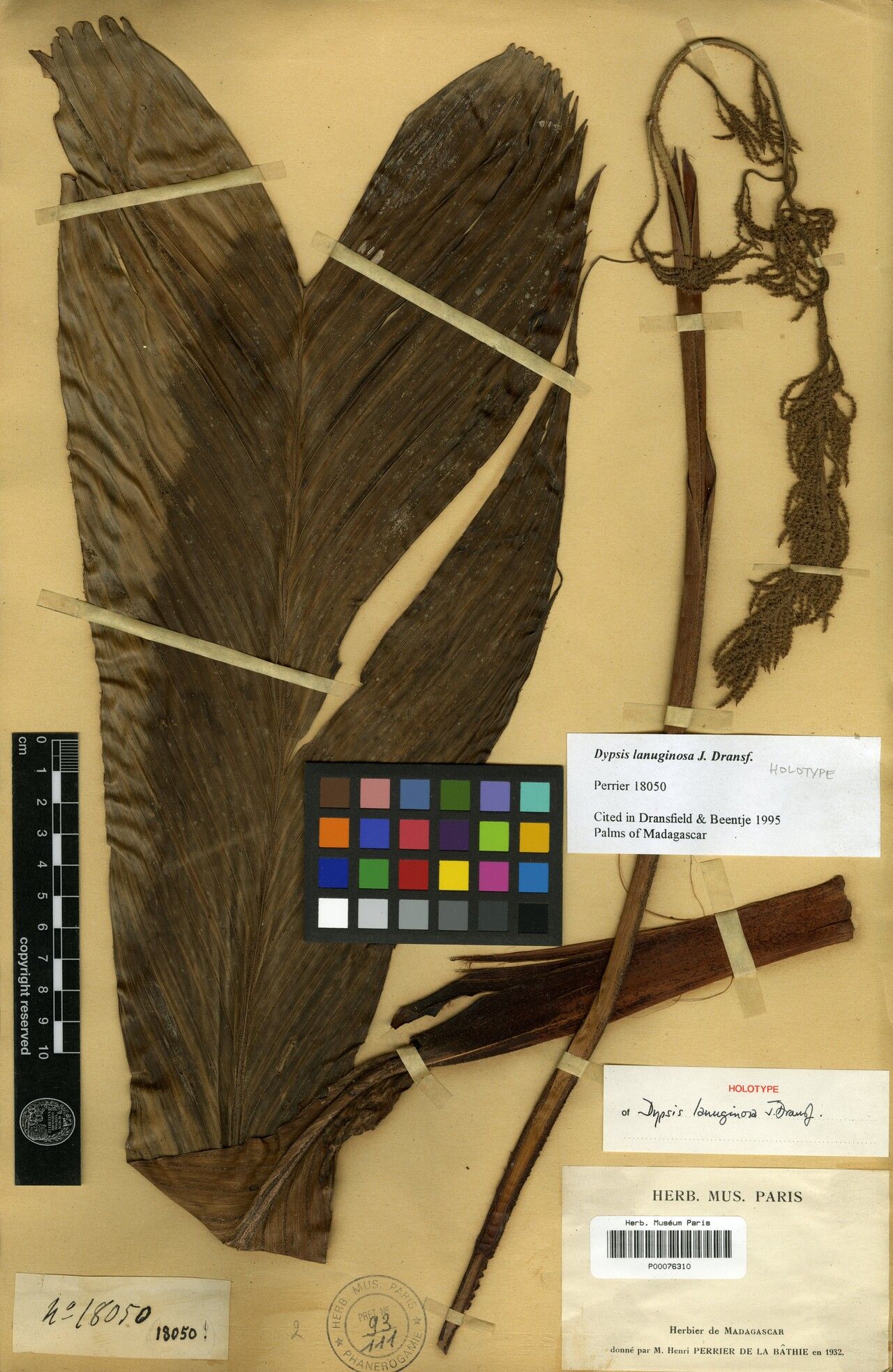 Dypsis lanuginosa — search result for 'Dypsis'