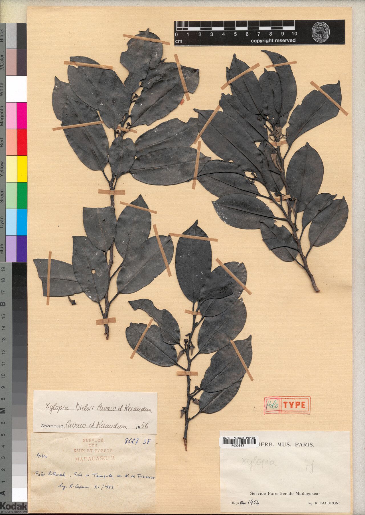 Xylopia dielsii — search result for 'Xylopia'