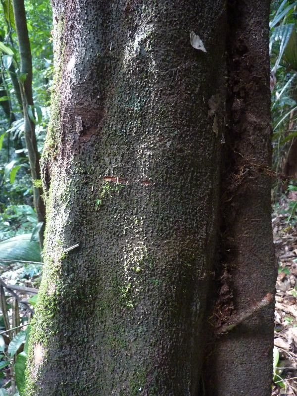 Ocotea nigra bark