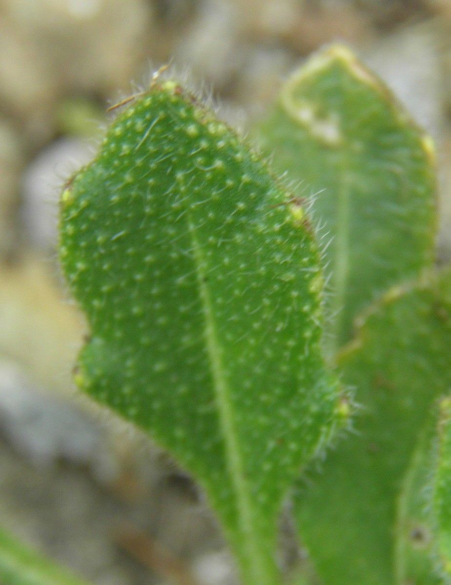 Biscutella arvernensis leaf