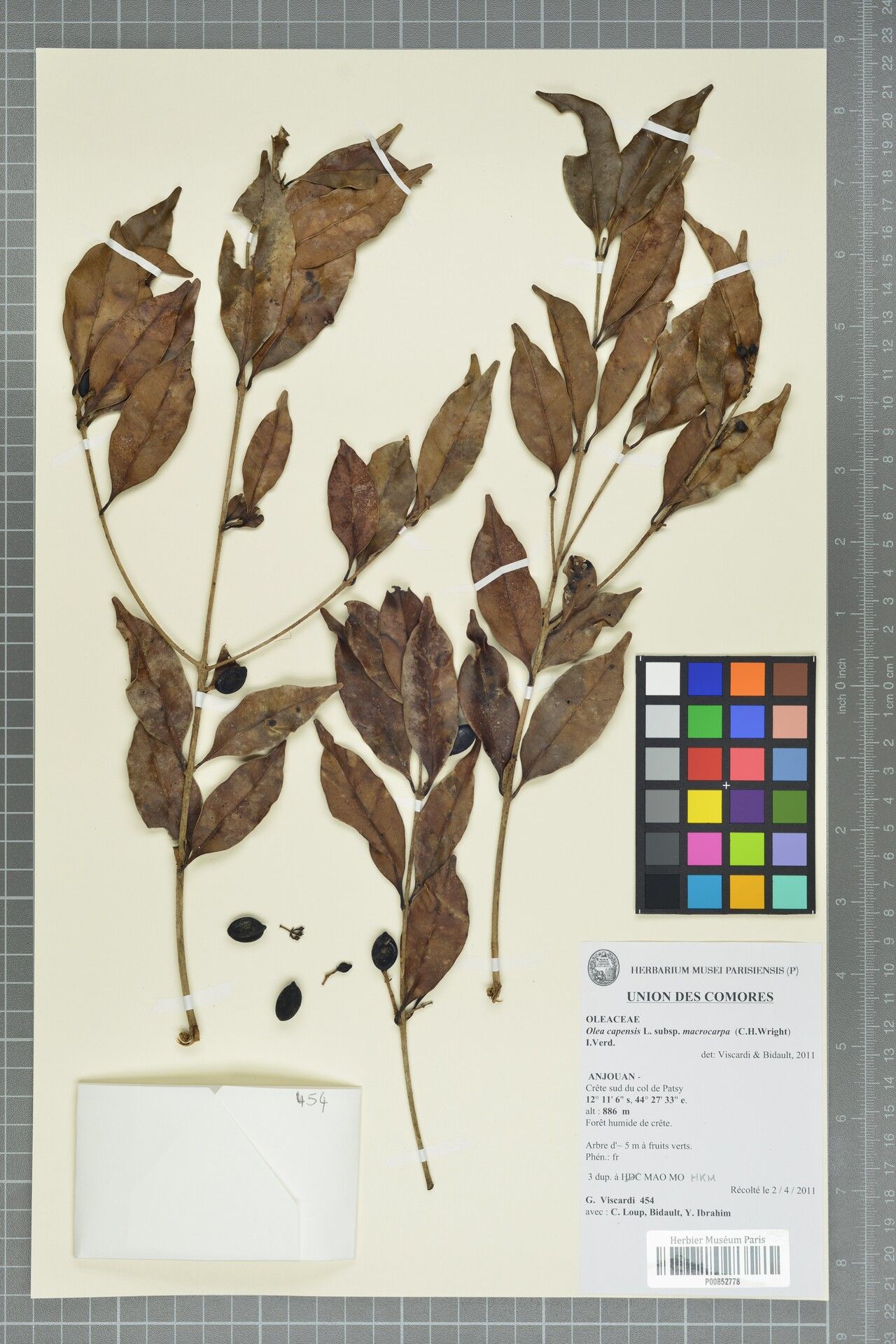 Noronhia cochleata — search result for 'Noronhia'