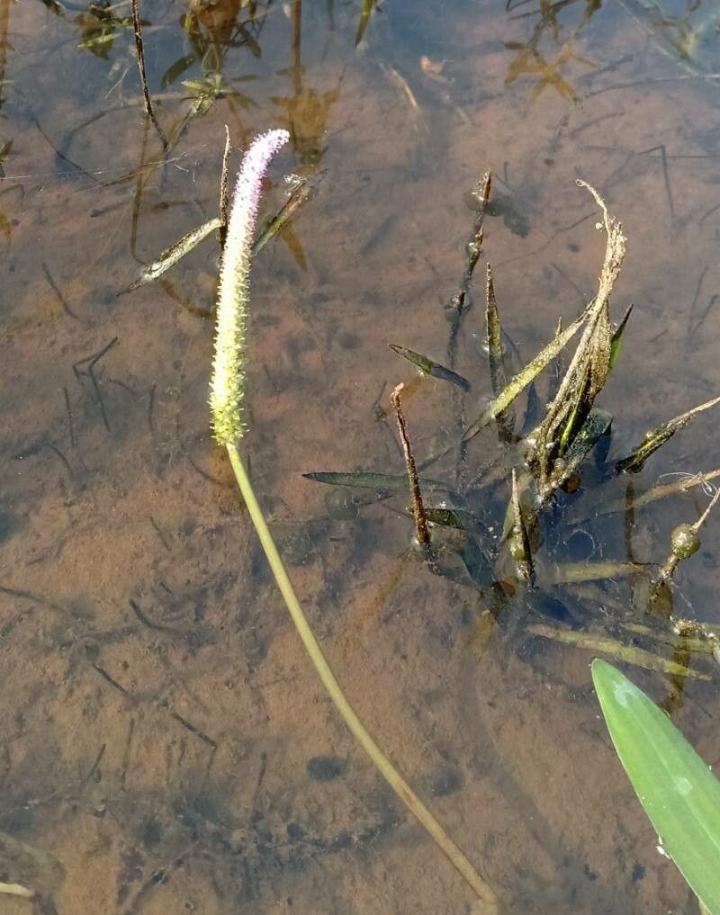 Aponogeton natans flower