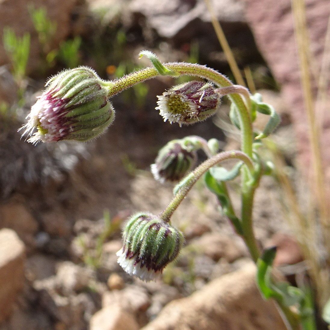 Conyza deserticola flower