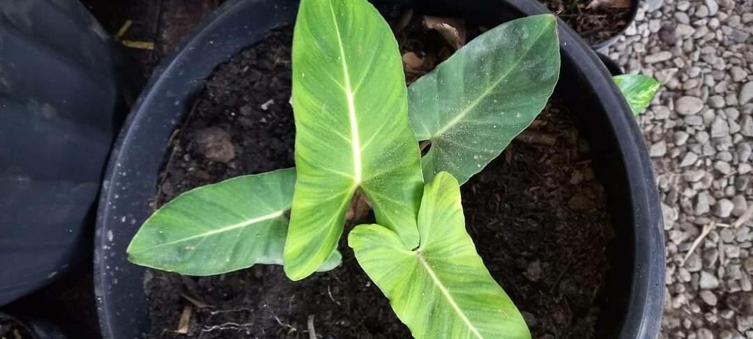 Homalomena crinipes leaf