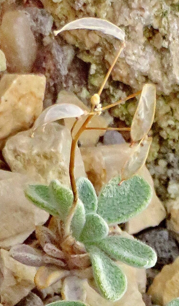 Draba mingrelica habit