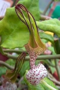 Ceropegia simoneae flower