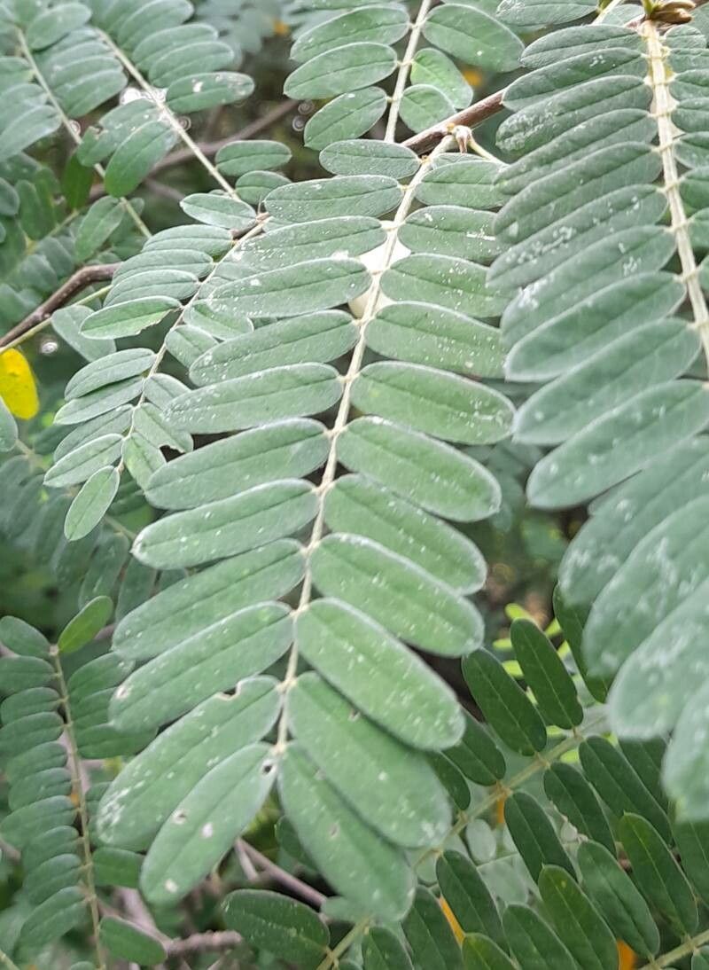 Coursetia brachyrhachis — related species from the same genus