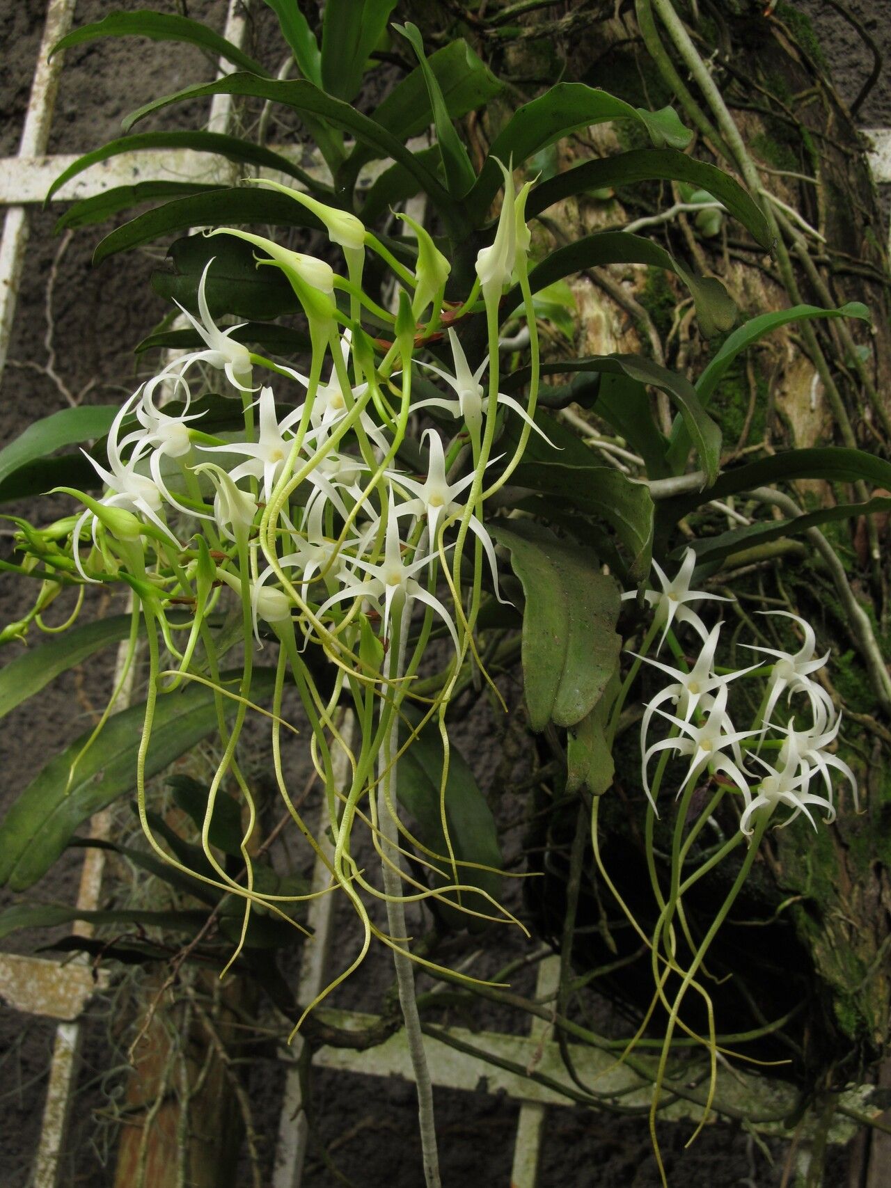 Cyrtorchis chailluana flower
