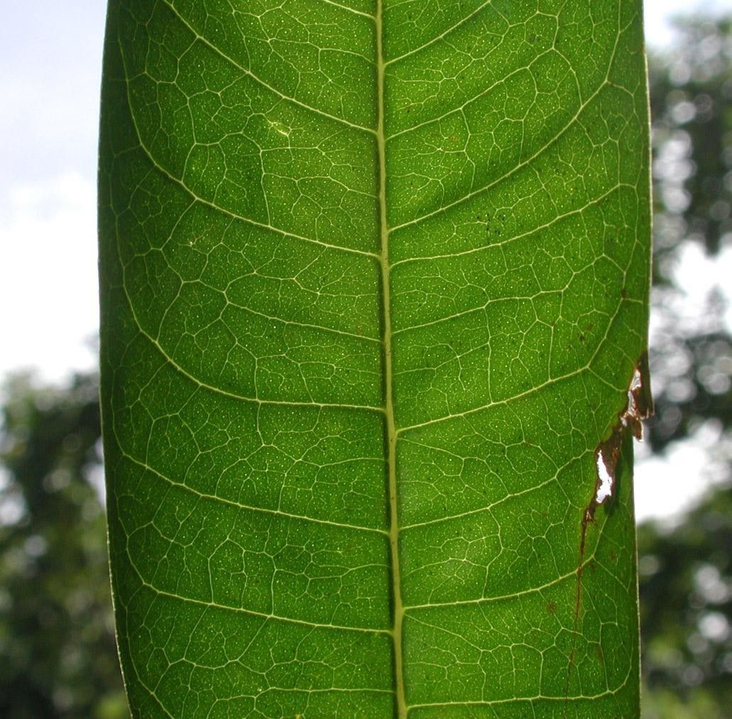 Zanthoxylum riedelianum — houseplant care guide