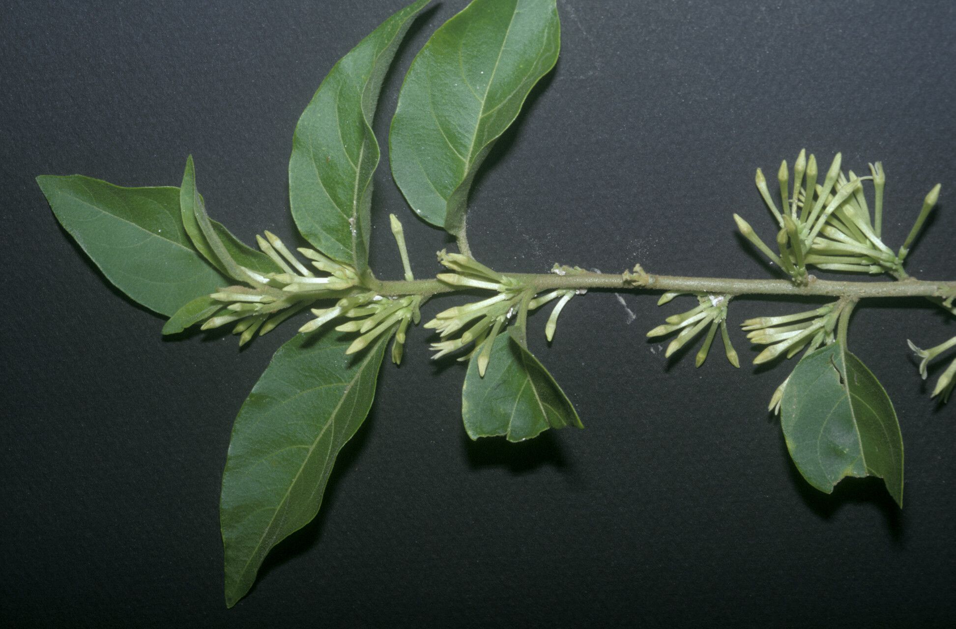 Cestrum latifolium other