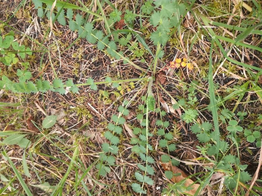 Coronilla coronata leaf