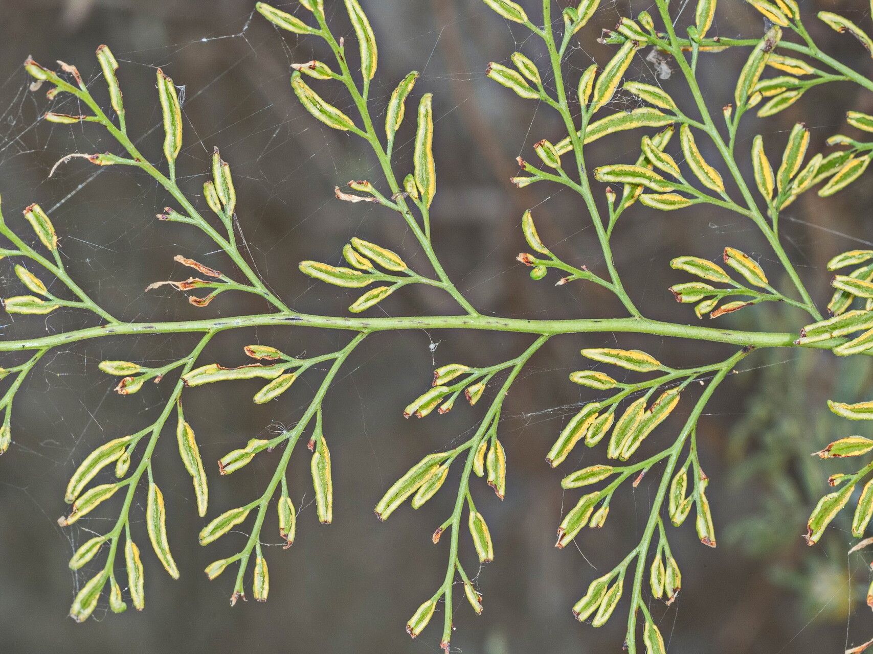 Onychium siliculosum — related species from the same genus