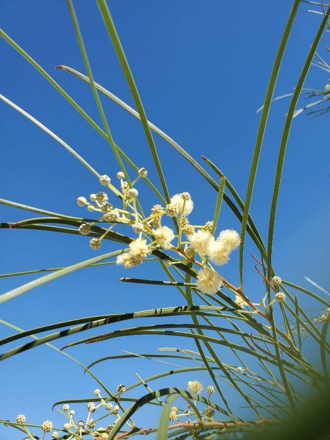 Acacia stenophylla flower
