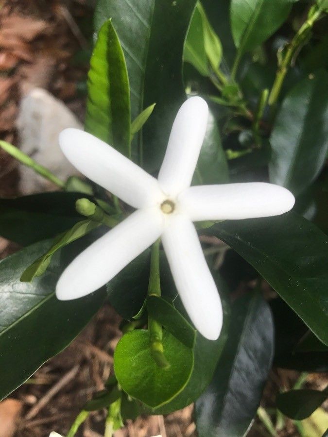 Atractocarpus platyxylon flower