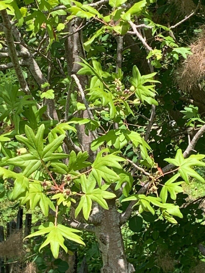 Eriolobus trilobatus — houseplant care guide